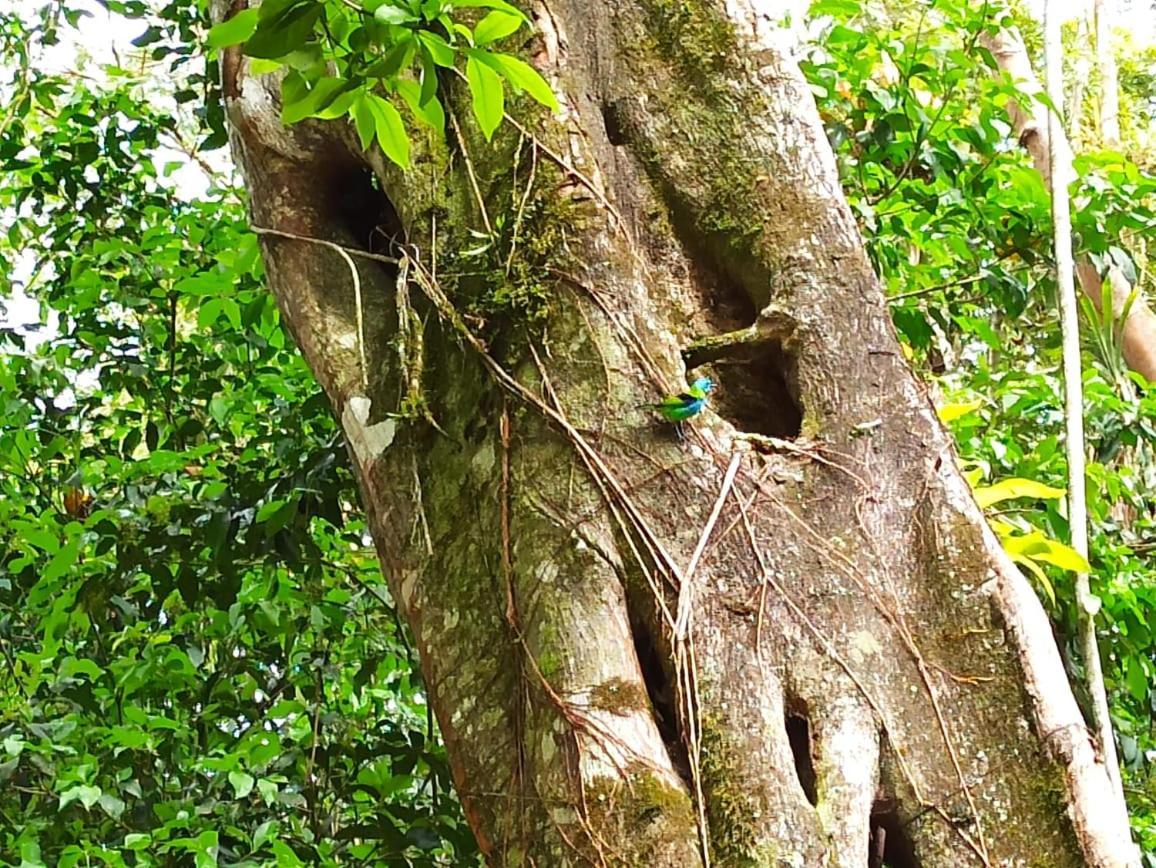 Recanto Da Margo 1, Casa Com Acesso A Cachoeira パラチ エクステリア 写真