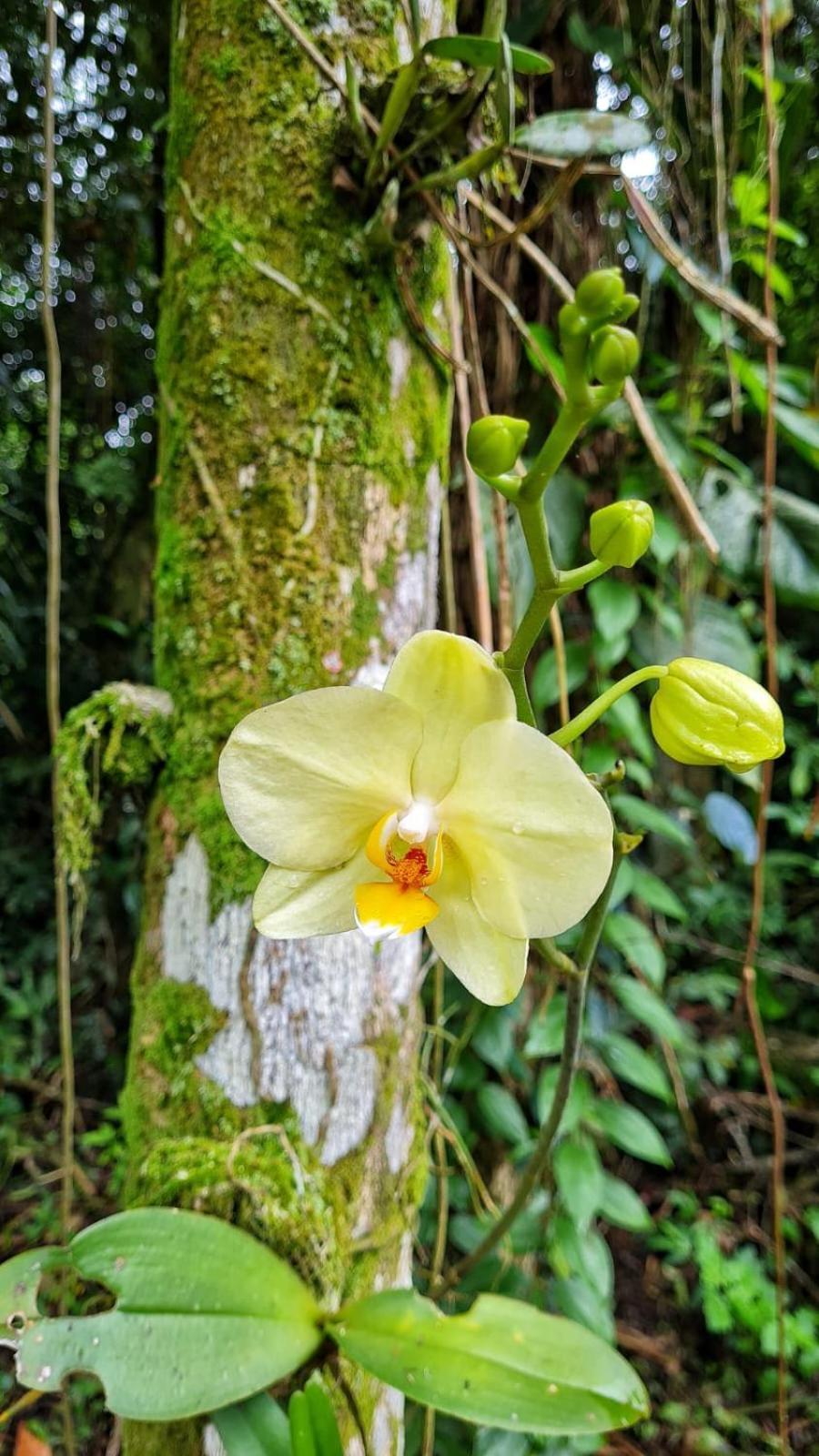 Recanto Da Margo 1, Casa Com Acesso A Cachoeira パラチ エクステリア 写真